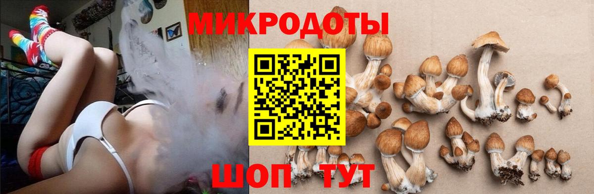 Псилоцибиновые грибы Psilocybine cubensis Моршанск